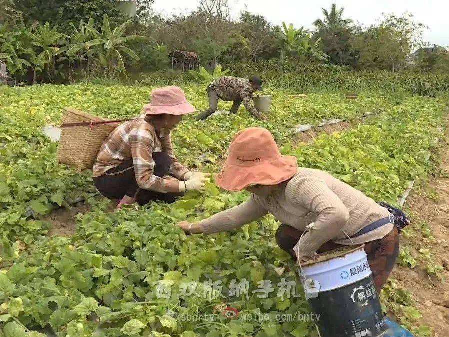 致富灯笼种植果树视频_灯笼果种植致富_灯笼果种植效益