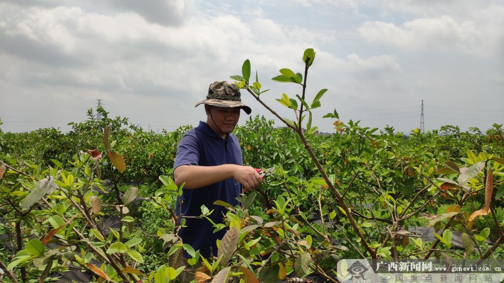 致富石榴种植方法_番石榴种植致富_石榴种植效益