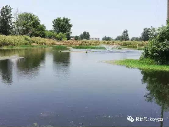 养虾水草种植技术_虾田水草怎么种植_专业养虾的水草种植