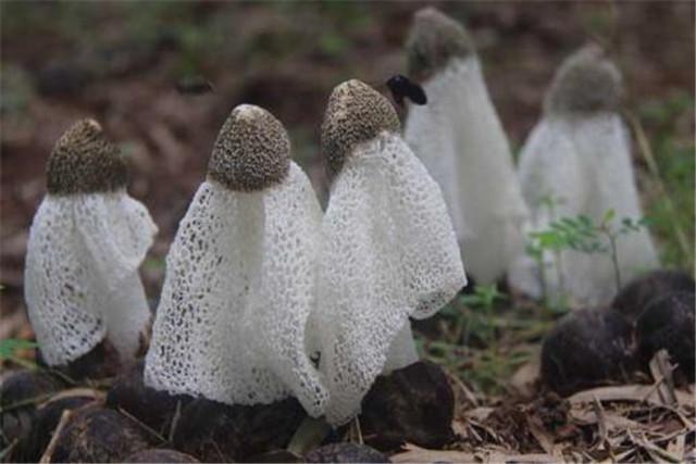 栽培种植竹荪技术视频_竹荪种植方法_竹荪的种植栽培技术