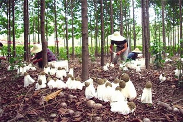 栽培种植竹荪技术视频_竹荪的种植栽培技术_竹荪种植方法