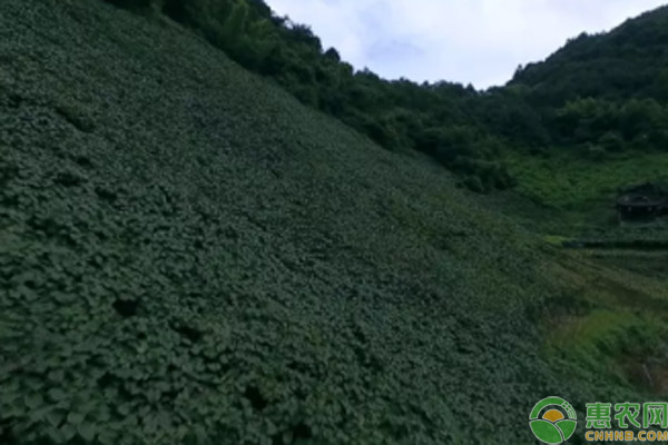 山区种植项目_山区种植什么致富_致富山区种植什么最好