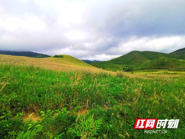 潇湘草原游丨俊美高山草甸——邵阳新宁黄金草场