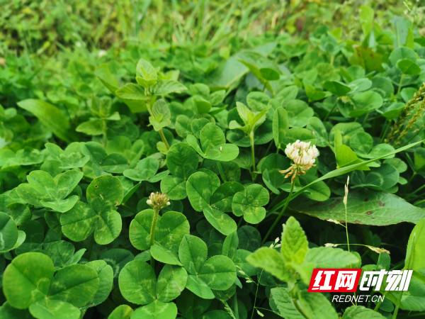 致富好项目种植_特色种植致富景点_致富景点种植特色产品