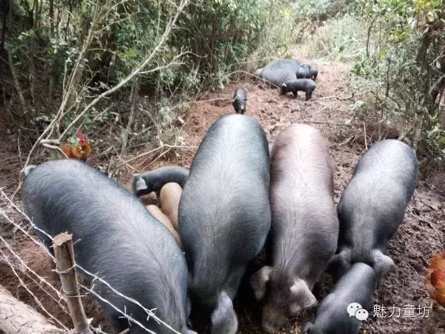 家庭农场养殖致富_农民致富养殖业_农村致富新项目养殖