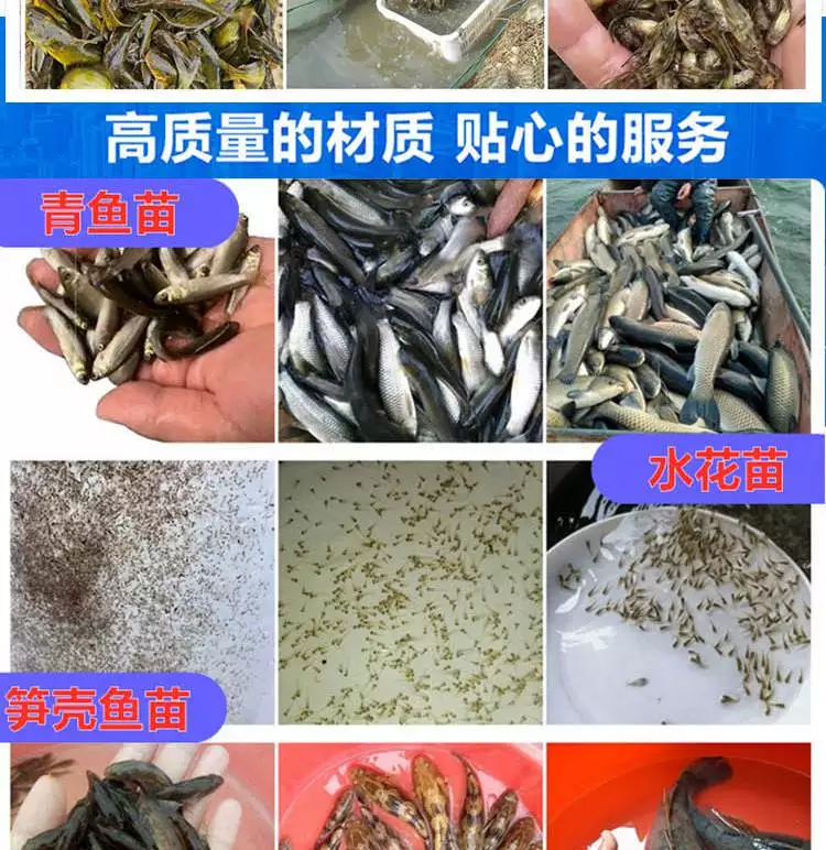 养殖水花网箱技术规范_网箱水花养殖技术_网箱养水花苗实例