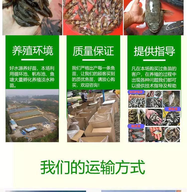 网箱水花养殖技术_养殖水花网箱技术规范_网箱养水花苗实例