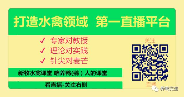 肉鸭蛋鸭养殖技术视频_蛋鸭养殖视频视频_肉鸭养殖技术视频播放