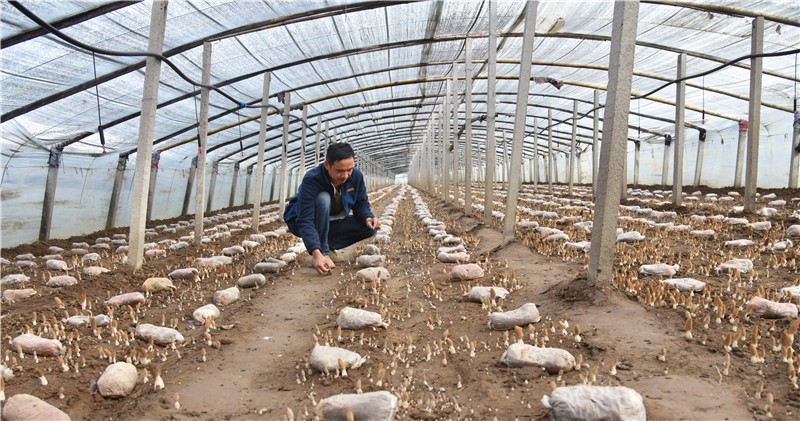 黄冈种植致富_黄冈中药材种植_适合湖北黄冈种植的20种水果