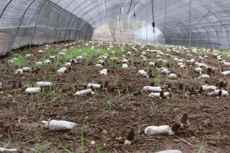 黄冈种植致富_黄冈中药材种植_适合湖北黄冈种植的20种水果