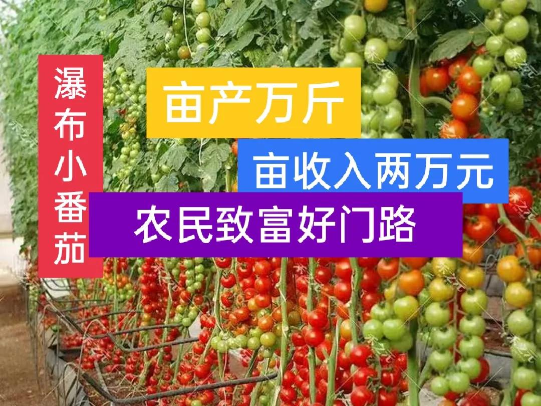 种植瀑布小番茄，亩收入过万元，农民致富好门路