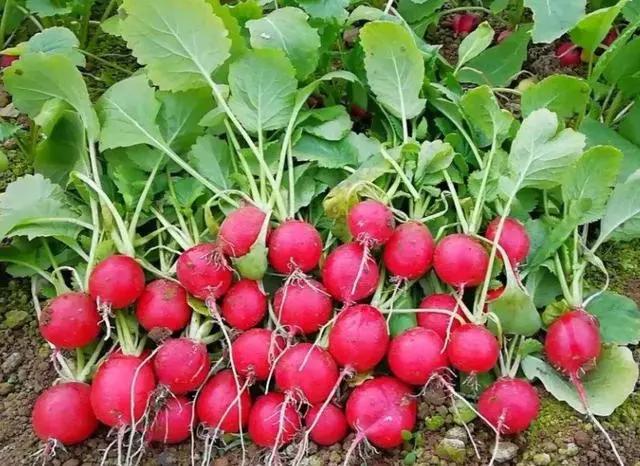 栽培冬瓜种植技术要点_冬瓜栽培技术要点_冬瓜的栽培与种植技术