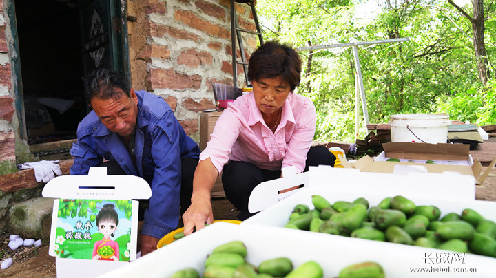 河北石家庄种植致富路_石家庄种植基地_石家庄周边种植基地