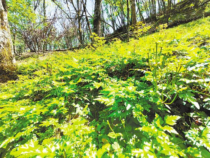 山区种植什么致富_致富山区种植什么好_致富山区种植农作物