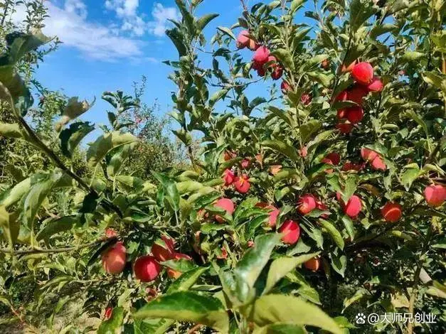 致富种植榆叶梅视频_致富种植榆叶梅好吗_种植榆叶梅致富