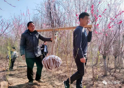 榆叶梅种植技术_致富种植榆叶梅好吗_种植榆叶梅致富