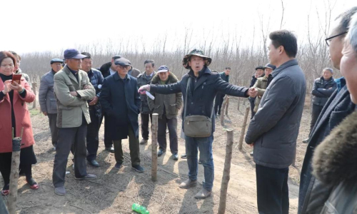 榆叶梅种植技术_致富种植榆叶梅好吗_种植榆叶梅致富