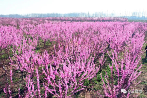 榆叶梅种植技术_种植榆叶梅致富_致富种植榆叶梅好吗