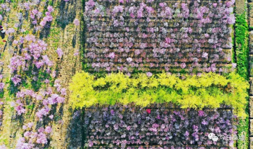 榆叶梅种植技术_种植榆叶梅致富_致富种植榆叶梅好吗