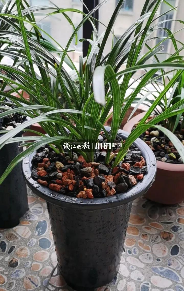 阳台致富经_在阳台种植致富_阳台种植园