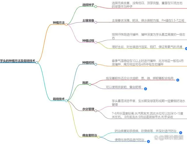 农村创业技术分享：芋头的种植方法及栽培技术要点