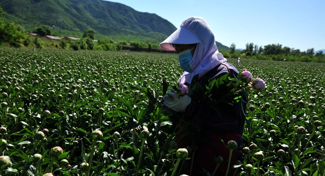 芍药开出“致富花” 铺就延庆农民增收路