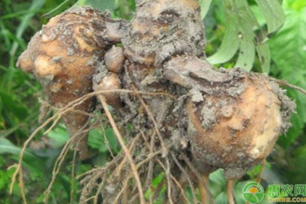 冬瓜的栽培与种植技术_栽培冬瓜种植技术视频_栽培冬瓜种植技术与管理