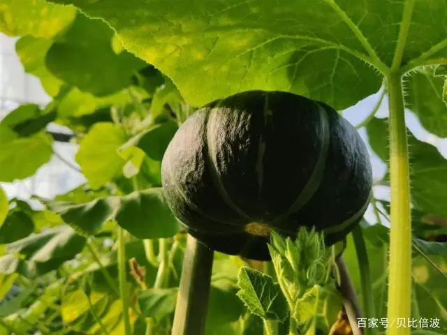 南瓜高产种植技术和田间管理，这四点很关键！