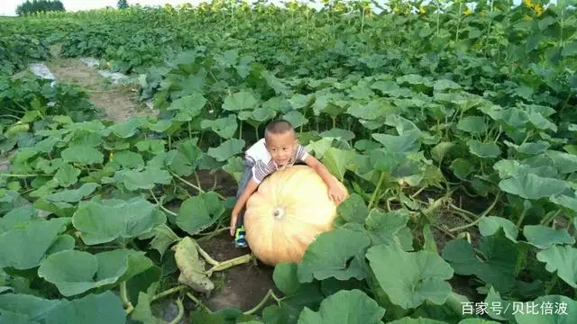 冬瓜的栽培与种植技术_栽培冬瓜种植技术要点_冬瓜栽培技术要点