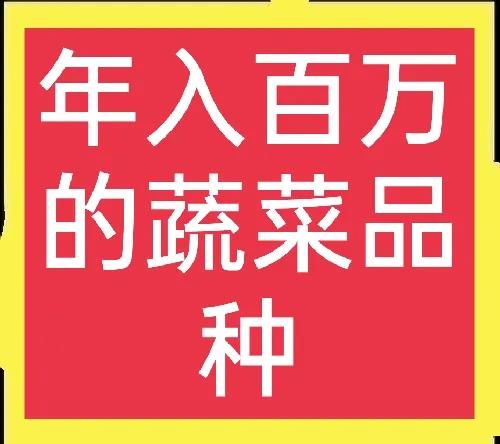 种在地里的“香蕉西葫芦”，凭什么能卖十元一斤、年赚近百万元？