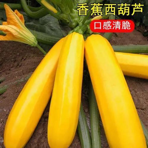 阳台种植什么最赚钱_阳台种植园_在阳台种植致富