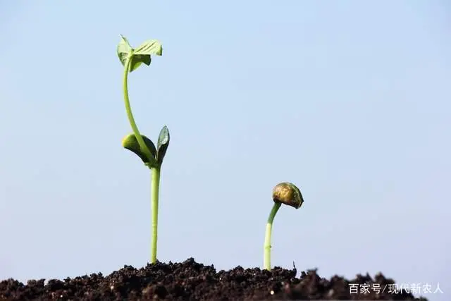 黄豆种植技术_黄豆种植技术与方法_黄豆种植技术和防病虫管理