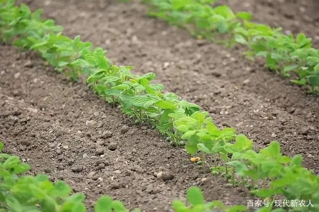 黄豆种植技术_黄豆种植技术和防病虫管理_黄豆种植技术与方法