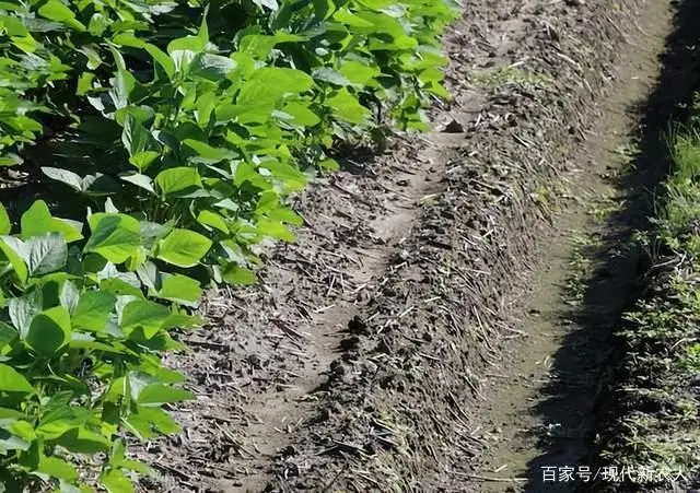 黄豆种植技术与方法_黄豆种植技术和防病虫管理_黄豆种植技术