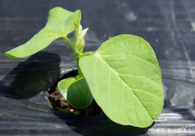 黄豆种植技术与方法_黄豆种植技术_黄豆种植技术和防病虫管理