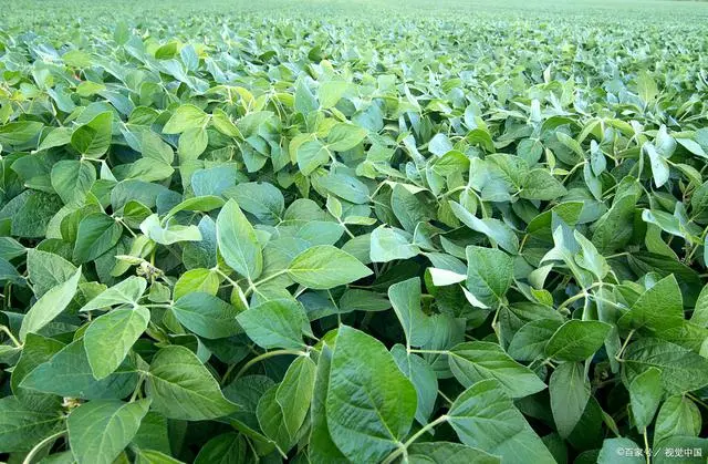 黄豆种植技术_黄豆种植技术视频_黄豆种植技术与时间