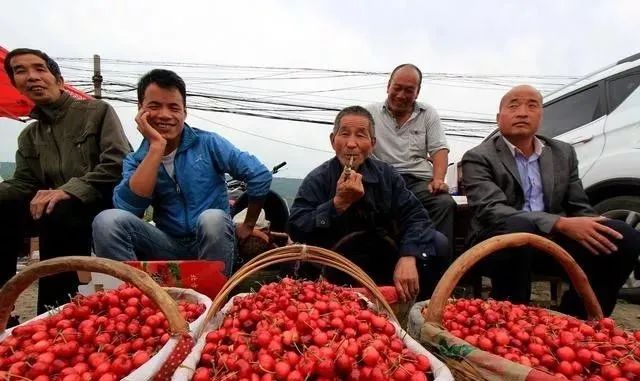 毛樱桃怎么种植_毛樱桃的种植技术_毛樱桃种子催芽方法