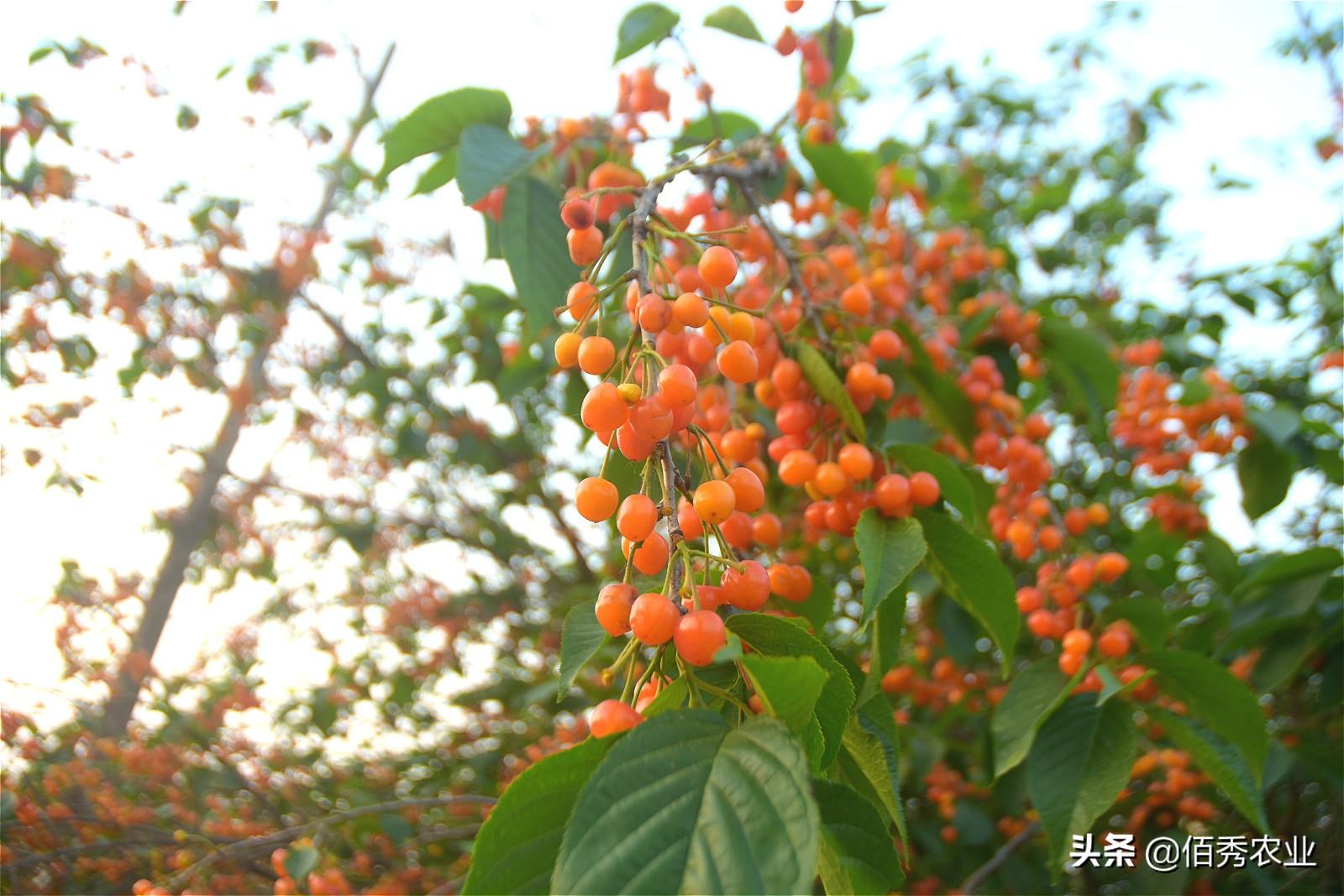 农村种植樱桃前景怎么样_野樱桃种植致富_野生樱桃种植