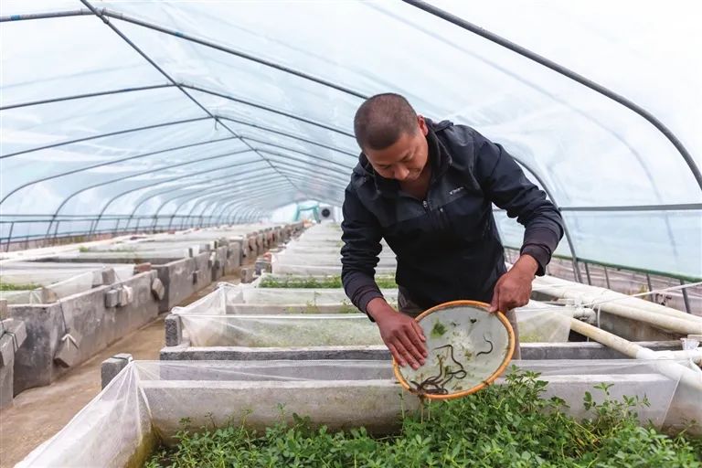 泥鳅网箱养殖技术视频_网箱养殖泥鳅利润和成本_养泥鳅网箱多少目最好