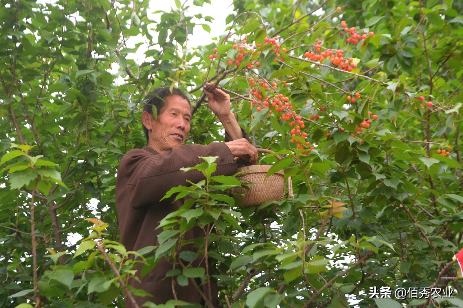 野樱桃种植致富_致富经樱桃种植视频_野生樱桃种植