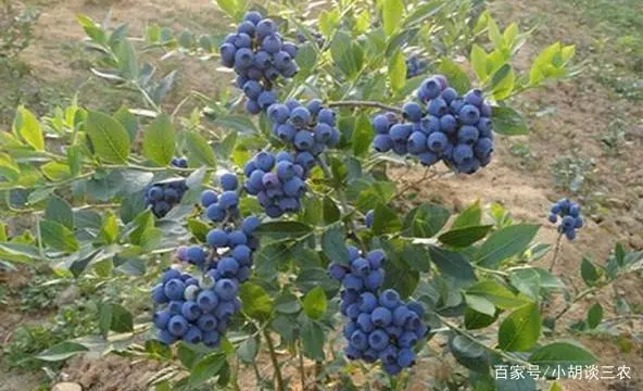 蓝莓的种植范围_蓝莓种植技术有哪些_种植技术蓝莓有哪些方法