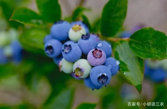 蓝莓的种植范围_蓝莓种植技术有哪些_种植技术蓝莓有哪些方法