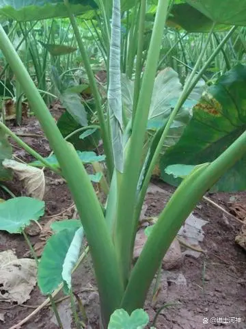 芋头生长习性及种植技术