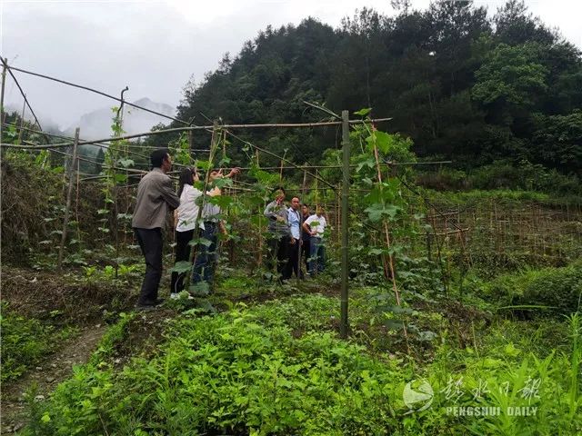 脱贫故事 | 壮大集体经济种丝瓜，增收致富群众夸