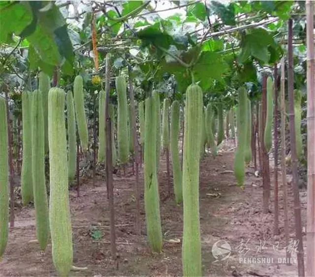 丝瓜种植 致富_丝瓜种植效益_致富种植丝瓜视频