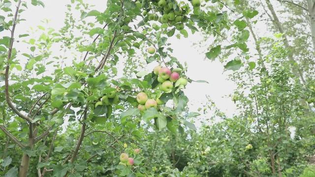 农村致富项目种植_种植致富20个好项目_种植小院致富