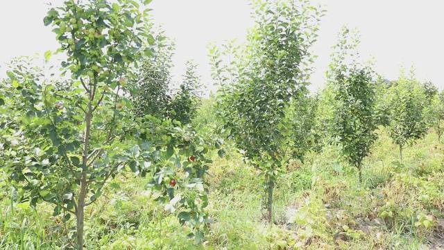 农村致富项目种植_种植小院致富_种植致富20个好项目