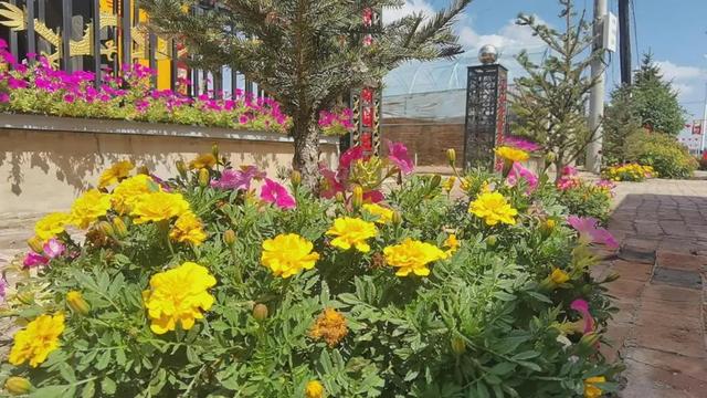 种植致富20个好项目_农村致富项目种植_种植小院致富