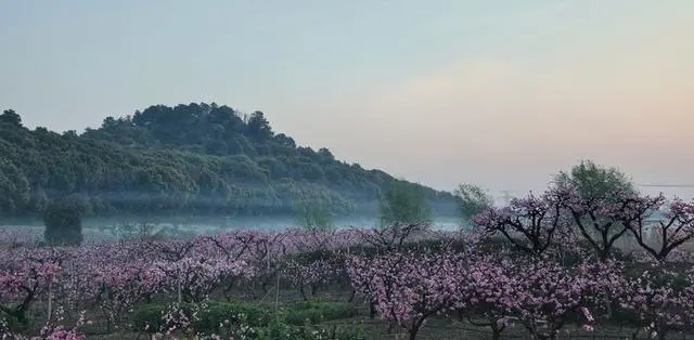 湖北水蜜桃几月份成熟_湖北水蜜桃致富经_湖北能种水蜜桃吗