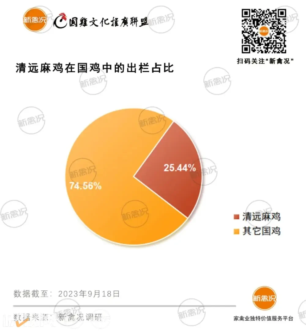 清远鸡：年出栏2.5-3亿只！超70%来自清远、开平、肇庆，深受广东市场认可【2023国鸡侣行·产销调研】